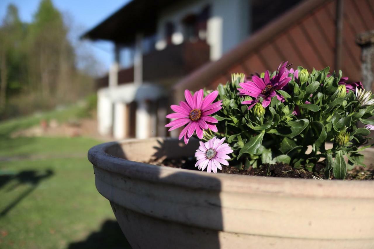 La Pecora Nera Bed&Breakfast Belluno Esterno foto